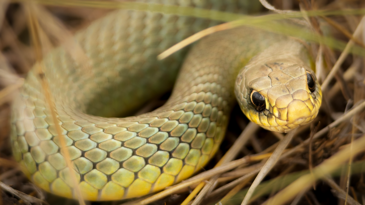Seven Indian grasslands where non‑venomous snakes thrive: Rare species and their habitats |