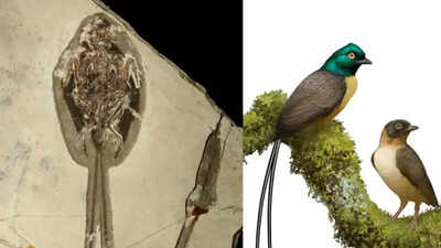 121-million-year-old bird fossil stuns scientists with tail feathers twice the length of its body |