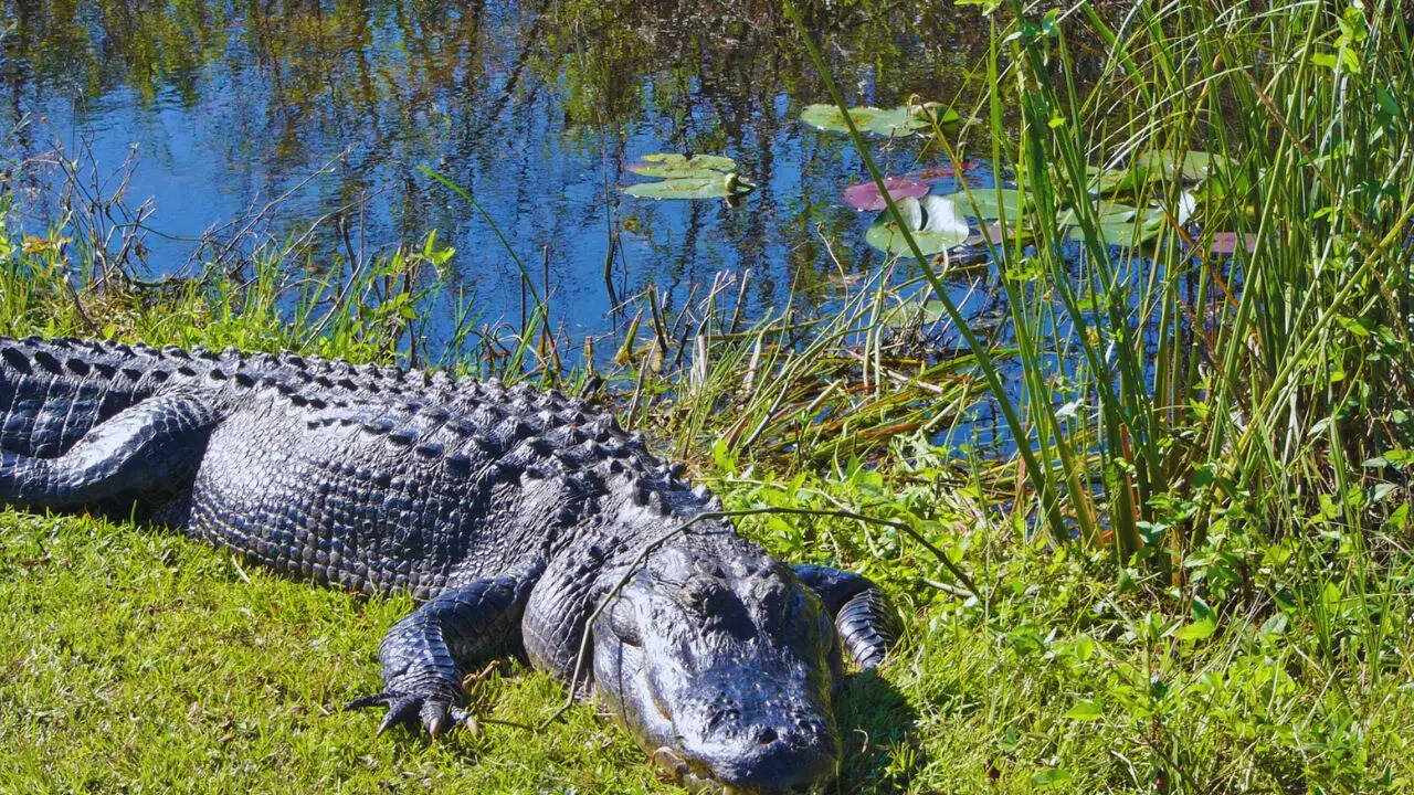 5 national parks in the USA perfect for wildlife lovers and the best time to visit them