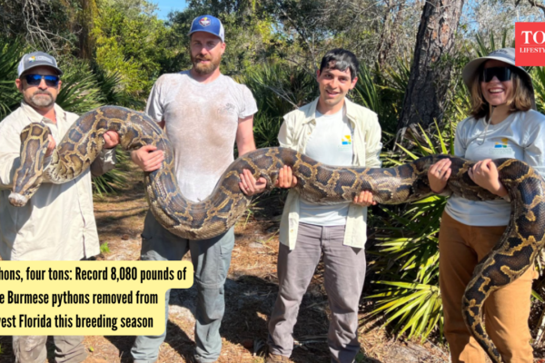 Burmese Pythons: 177 pythons, four tons: Record 8,080 pounds of invasive Burmese pythons removed from Southwest Florida this breeding season