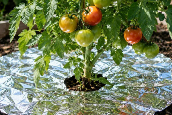 How aluminum foil can help protect plants from pests in the garden: 6 ways to use it |