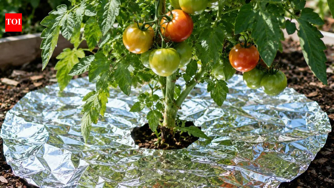How aluminum foil can help protect plants from pests in the garden: 6 ways to use it |