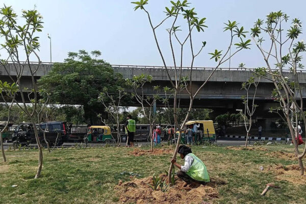 1.2L shrubs, 20k trees in monsoon: NH-8 to get greener from Signature Towers to Rajiv Chowk in Gurgaon | Gurgaon News