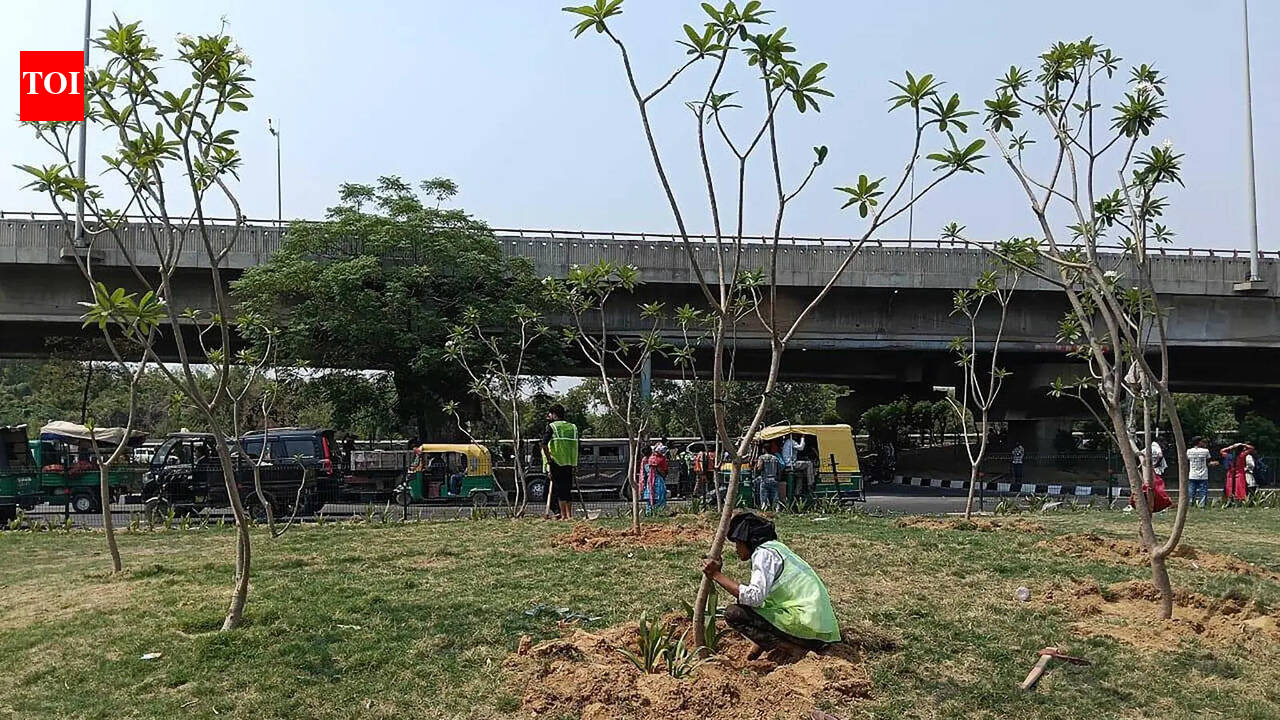 1.2L shrubs, 20k trees in monsoon: NH-8 to get greener from Signature Towers to Rajiv Chowk in Gurgaon | Gurgaon News