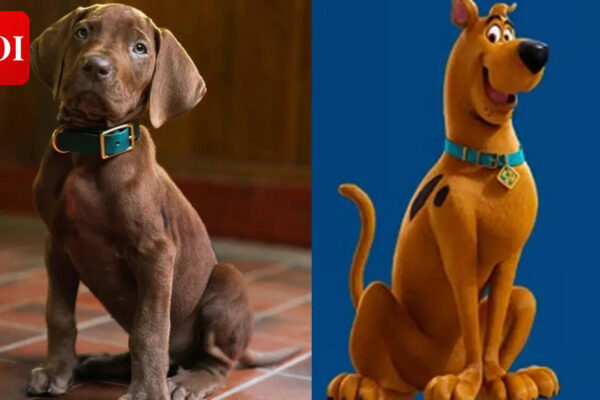 'Scooby-Doo' live-action series unveils First Look; fans of iconic character divided over casting 'real' pup - WATCH |