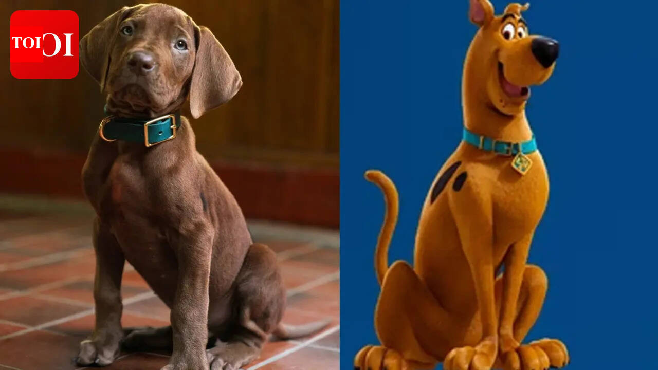 'Scooby-Doo' live-action series unveils First Look; fans of iconic character divided over casting 'real' pup - WATCH |