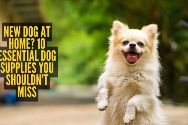 New dog at home? 10 essential dog supplies you shouldn’t miss |
