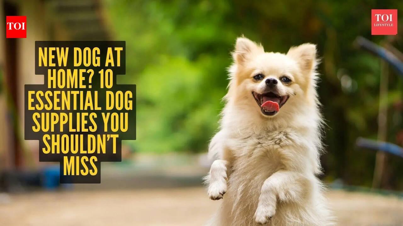 New dog at home? 10 essential dog supplies you shouldn’t miss |