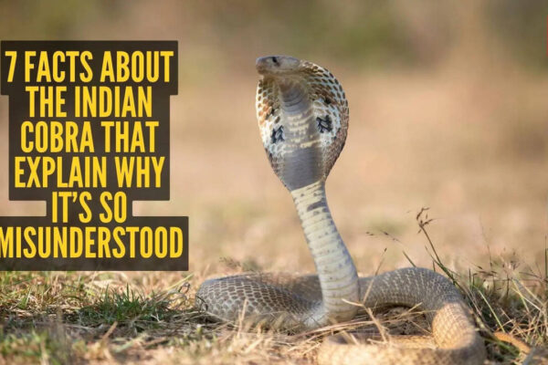 Indian Cobra Facts: 7 facts about the Indian cobra that explain why it’s so misunderstood
