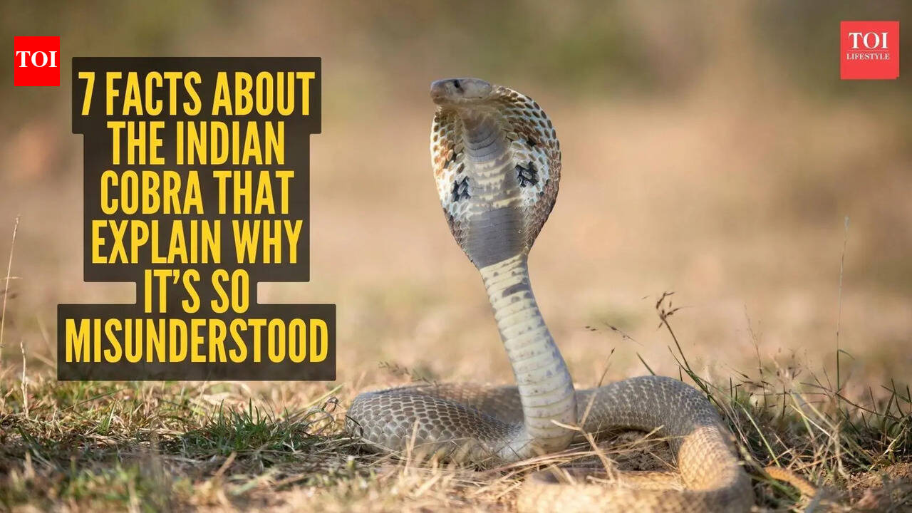 Indian Cobra Facts: 7 facts about the Indian cobra that explain why it’s so misunderstood