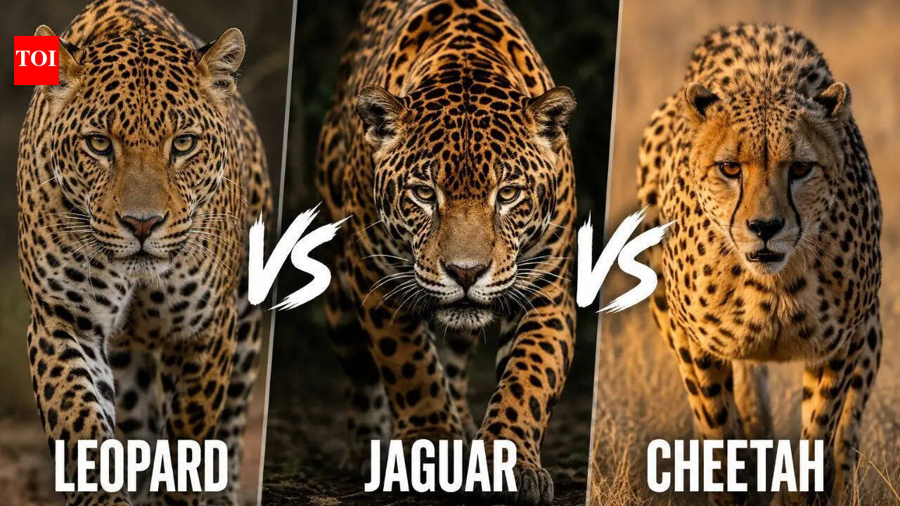 Leopard vs Jaguar vs Cheetah: Comparing the strength, speed and survival skills of three apex predators |