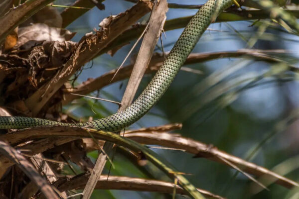 Can snakes really fly? 5 surprising facts about flying snakes |