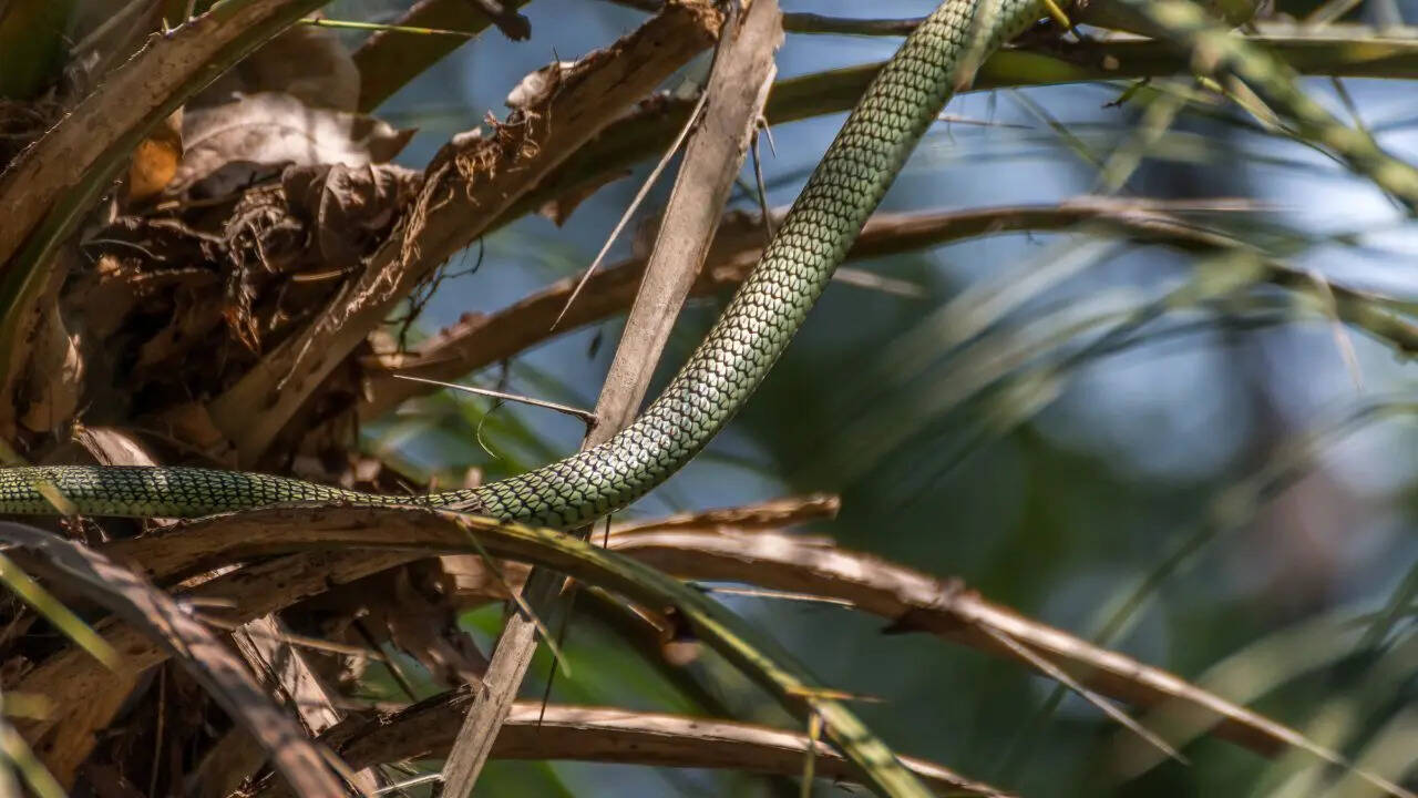 Can snakes really fly? 5 surprising facts about flying snakes |