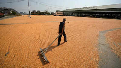 India Grain Reserves: India builds record grain reserves as El Nino returns: Rice stocks hit new peak, wheat stores at five-year high