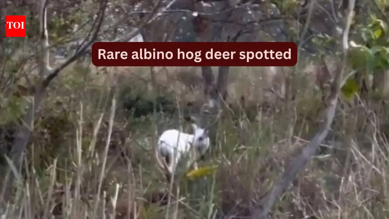 Rare albino hog deer spotted in Kaziranga, Assam: Why this extraordinary sighting is exciting wildlife travellers |