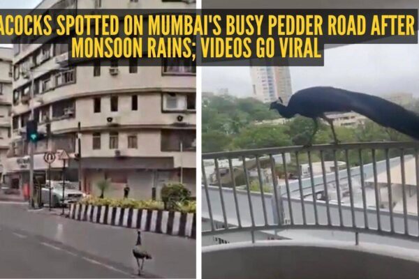 Peacocks spotted on Mumbai's busy Pedder Road after monsoon rains; videos go viral |
