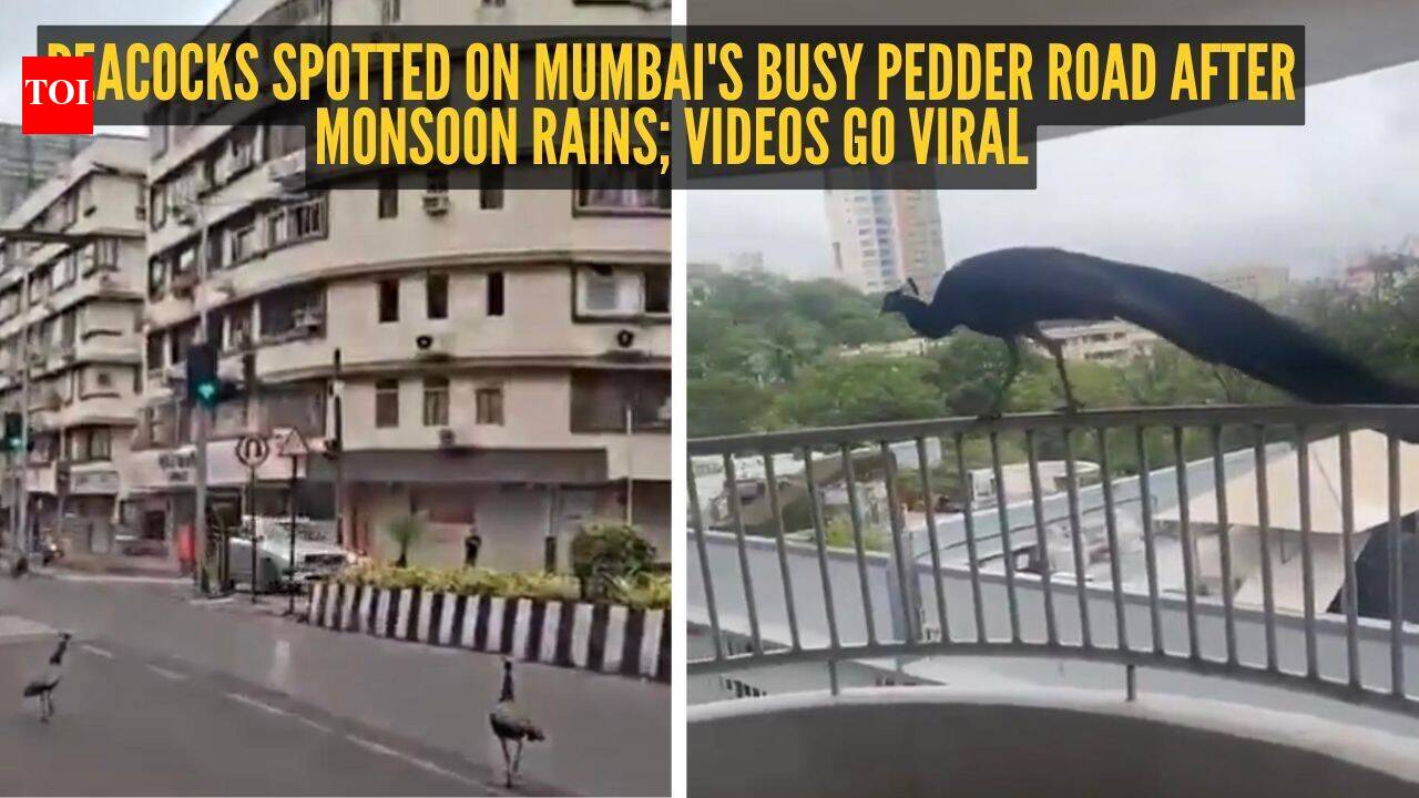 Peacocks spotted on Mumbai's busy Pedder Road after monsoon rains; videos go viral |