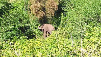 Human activities claimed 1,653 elephant lives in India since 2009: Study | Kochi News