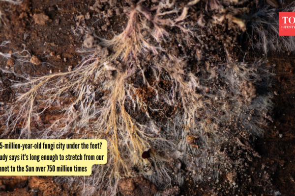 75-million-year-old fungi city under the feet? Study says it's long enough to stretch from our planet to the Sun over 750 million times |