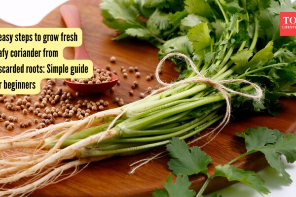 5 easy steps to grow fresh leafy coriander from discarded roots: Simple guide for beginners