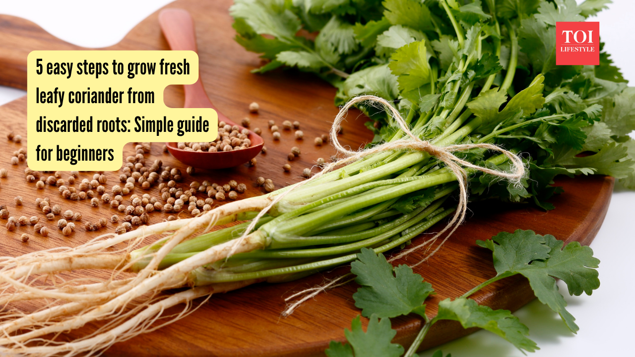 5 easy steps to grow fresh leafy coriander from discarded roots: Simple guide for beginners