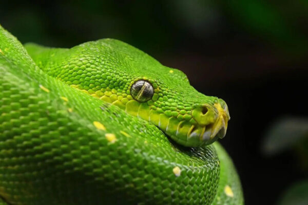 5 snakes with such beautiful eyes, you'll forget how dangerous they are |