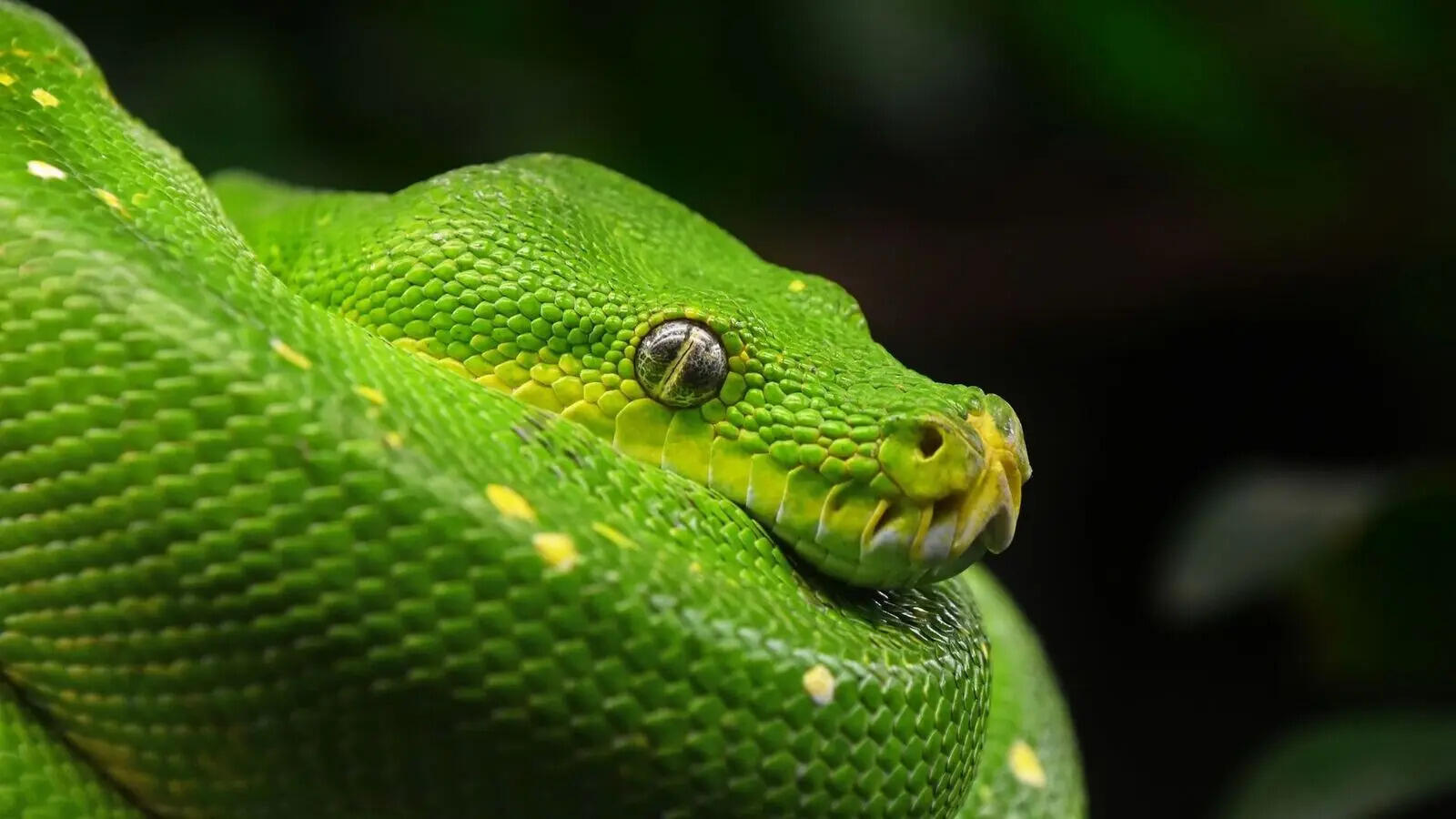 5 snakes with such beautiful eyes, you'll forget how dangerous they are |