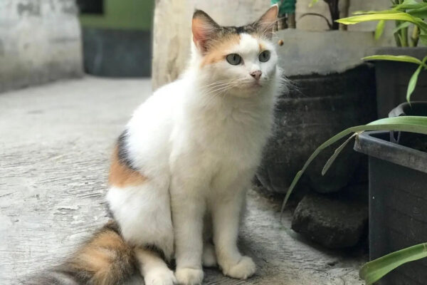 Cats Behavior: 6 shocking facts about cats that most owners don't know