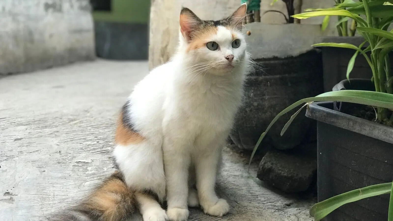 Cats Behavior: 6 shocking facts about cats that most owners don't know