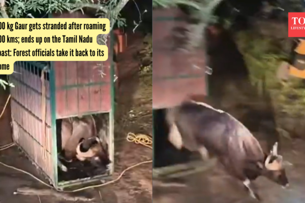 Wild Gaur gets stranded after roaming 300 kms; ends up on the Tamil Nadu coast: Forest officials take it back to its home |