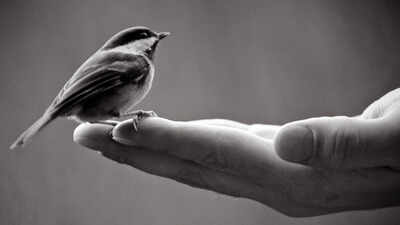 Spanish proverb of the day: 'A bird in hand is worth more than a hundred flying around' and why certainty often beats risky rewards