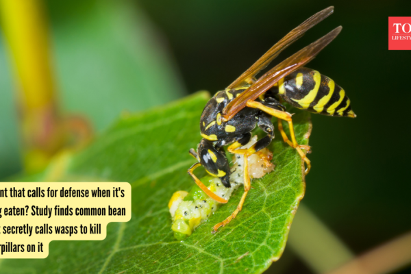 A plant that calls for defense when it's being eaten? Study finds common bean plant secretly calls wasps to kill caterpillars on it |