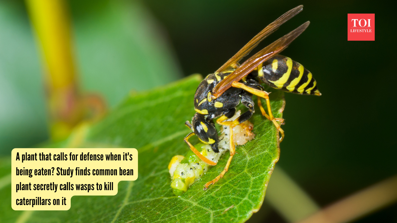 A plant that calls for defense when it's being eaten? Study finds common bean plant secretly calls wasps to kill caterpillars on it |