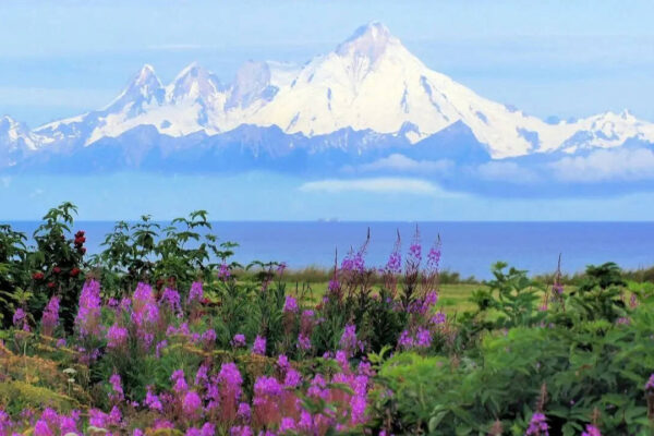 This state in the U.S. has the most active volcanoes; no it's not Hawaii
