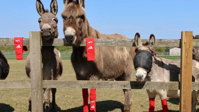 Arsenal's old socks found an unlikely new home: Rescued donkeys across Britain are wearing them for a surprising reason | World News