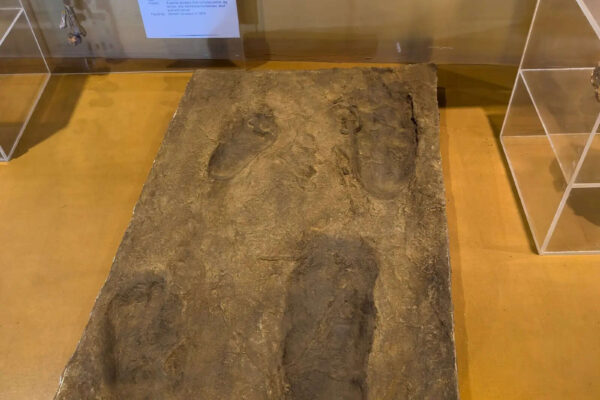 In 1976, an excavation in Tanzania unearthed ancient footprints that changed what we know about how we walk |