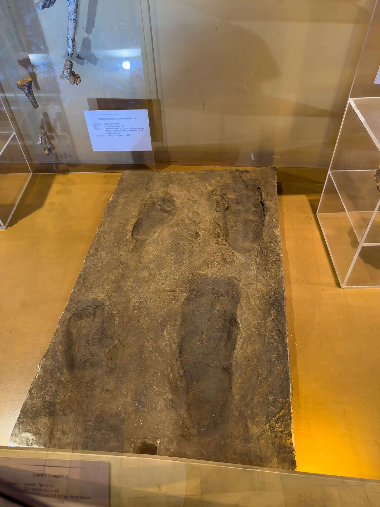 In 1976, an excavation in Tanzania unearthed ancient footprints that changed what we know about how we walk |