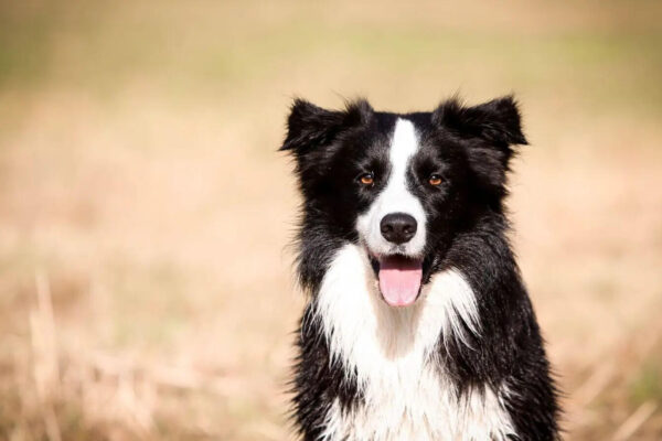 Smartest Dog Breeds: The world's smartest dog breeds? These 5 names come up again and again