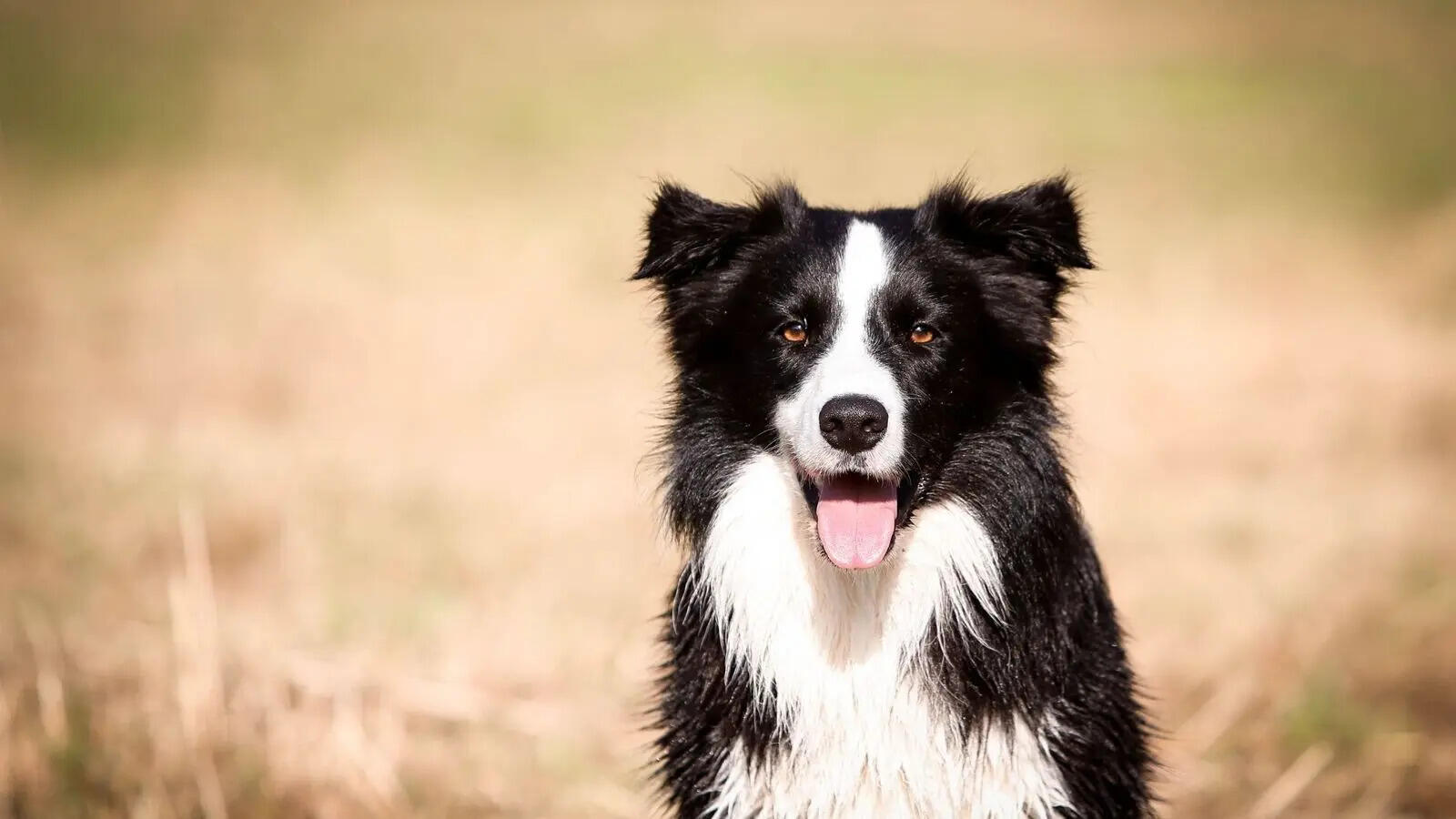 Smartest Dog Breeds: The world's smartest dog breeds? These 5 names come up again and again