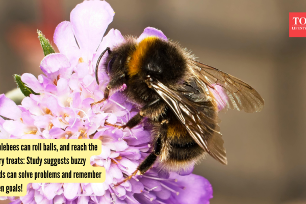 Bumblebees can roll balls, and reach the sugary treats: Study suggests buzzy friends can solve problems and remember hidden goals! |