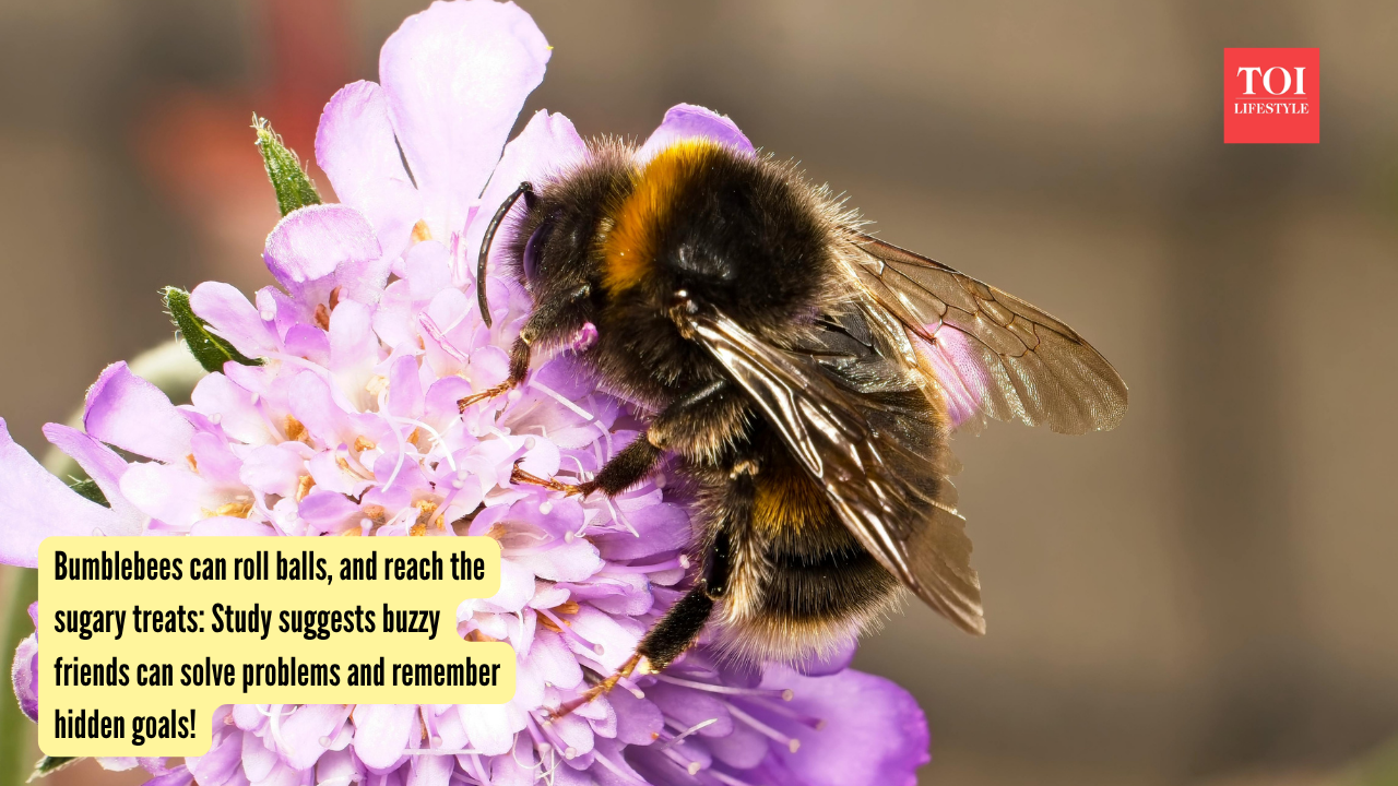 Bumblebees can roll balls, and reach the sugary treats: Study suggests buzzy friends can solve problems and remember hidden goals! |