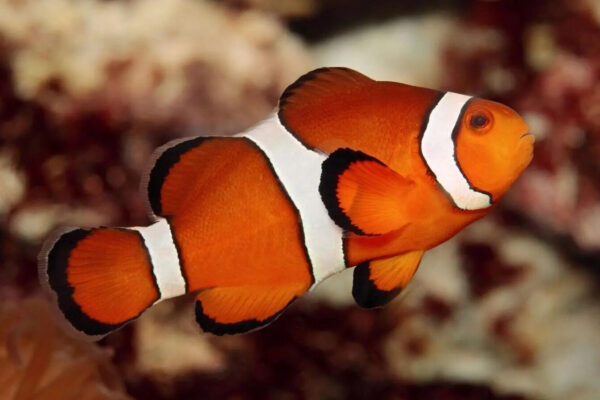Can fish recognize human faces? 5 surprising facts backed by science |