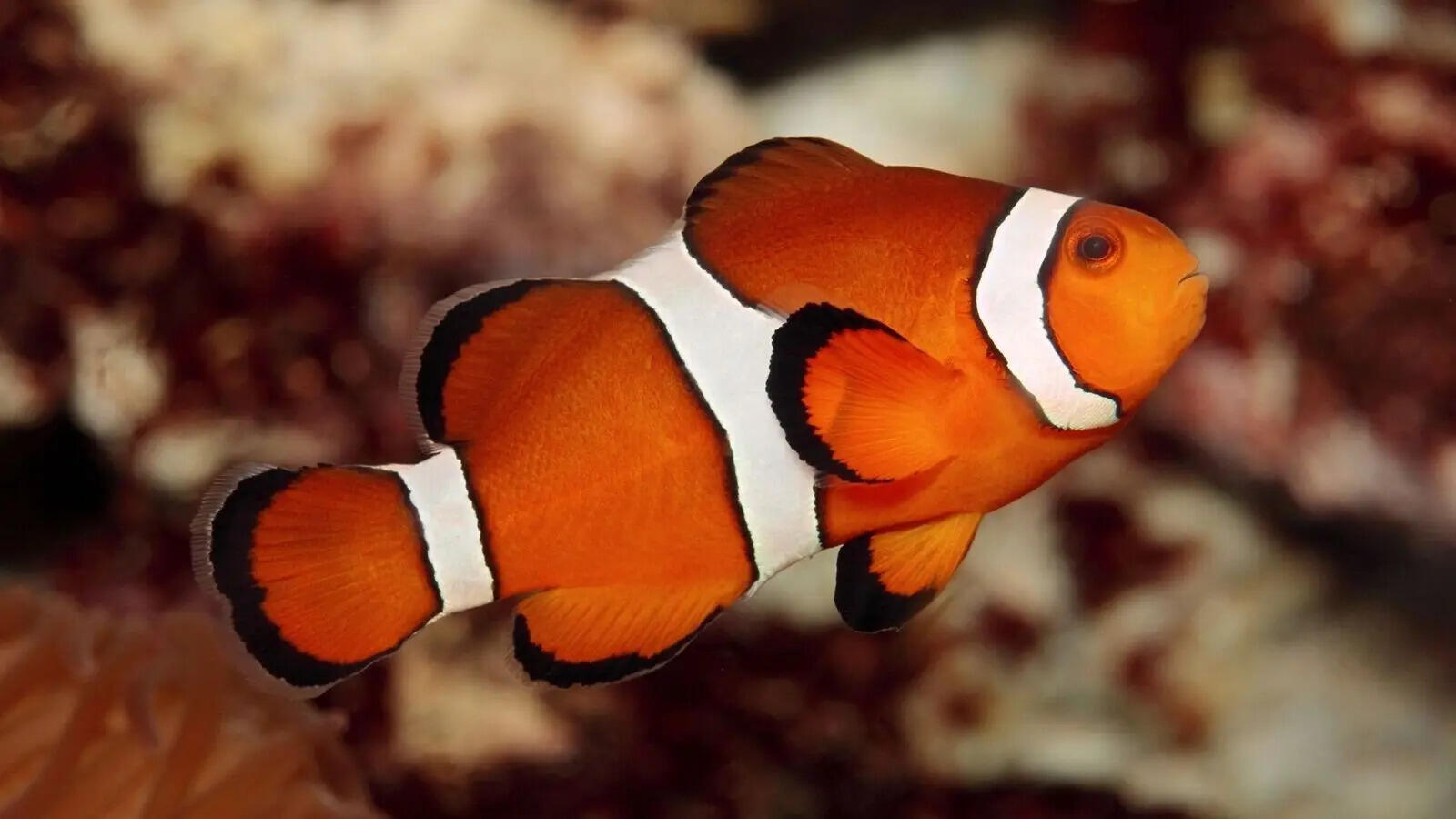 Can fish recognize human faces? 5 surprising facts backed by science |