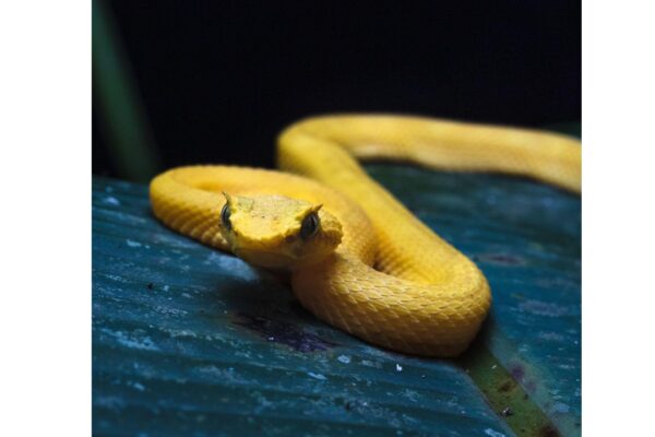 Disturbing facts about Snake Island: From tourist bans to chilling lighthouse legends |
