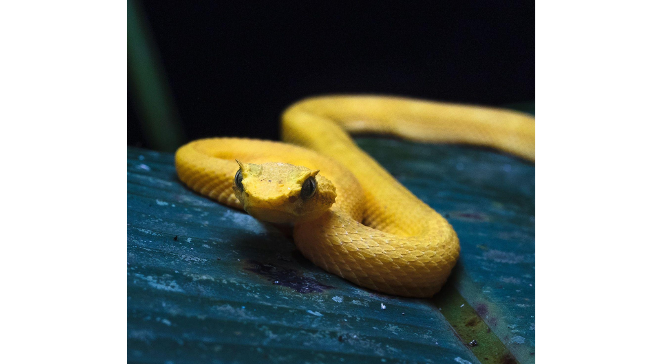Disturbing facts about Snake Island: From tourist bans to chilling lighthouse legends |