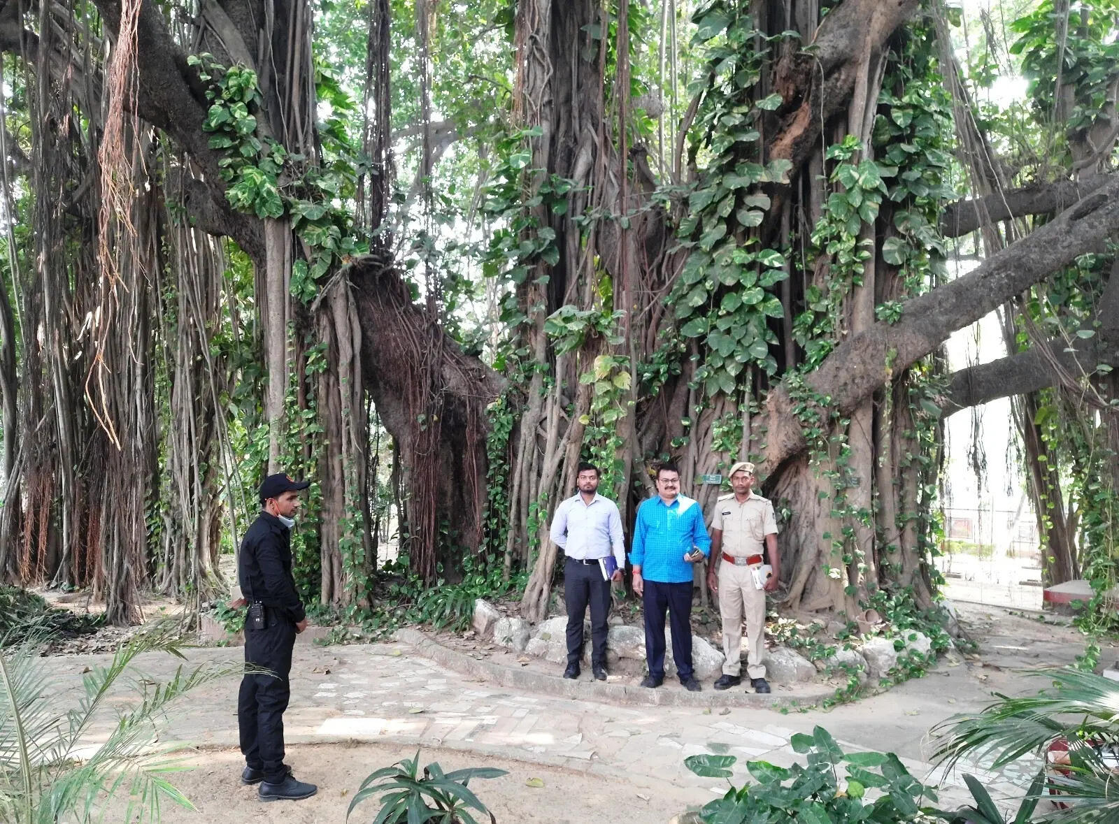700-year-old Munger banyan tree gains global scientific significance | Patna News