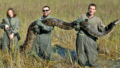 Florida's giant Burmese pythons are doing more than eating wildlife, they are transforming the Everglades by spreading seeds |