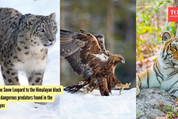 From the Snow Leopard to the Himalayan black bear: 5 dangerous predators found in the Himalayas |