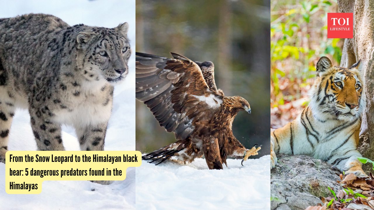 From the Snow Leopard to the Himalayan black bear: 5 dangerous predators found in the Himalayas |