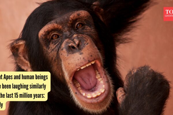 Great Apes and human beings have been laughing similarly for the last 15 million years: Study |